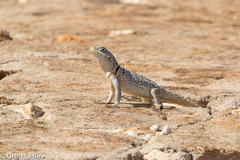 Oplurus cyclurus