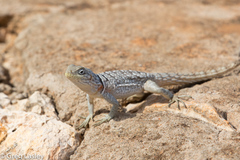 Oplurus cyclurus