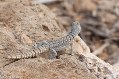 Oplurus cyclurus