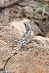 Oplurus cyclurus