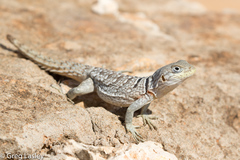 Oplurus cyclurus