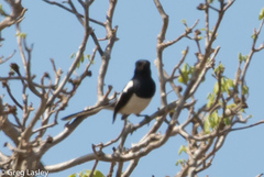 Copsychus albospecularis