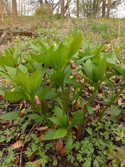 Scopolia carniolica