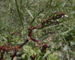 Rumex