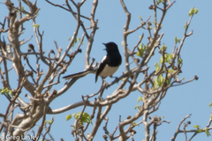 Copsychus albospecularis