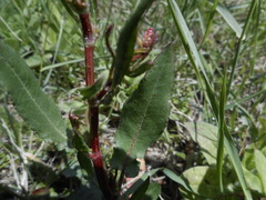 Rumex