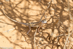 Chalarodon madagascariensis