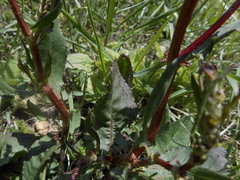 Rumex