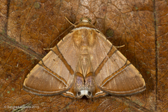 Eulepidotis juncida