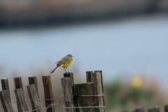 Motacilla flava iberiae