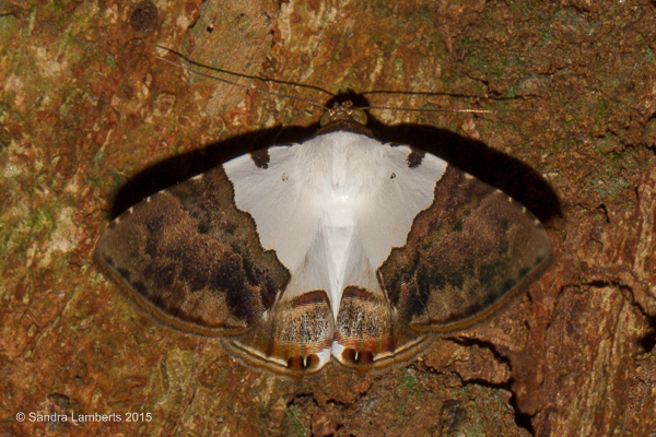 Eulepidotis vincentiata