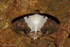 Eulepidotis vincentiata