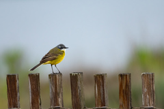 Motacilla flava iberiae