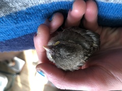 Passer domesticus