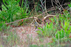 Motacilla flava iberiae