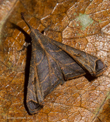 Palthis angustipennis