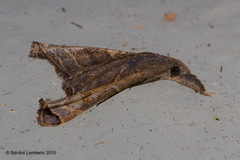 Palthis angustipennis