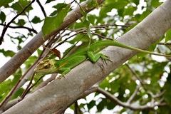 Anolis noblei