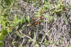 Rhamnus pilosa