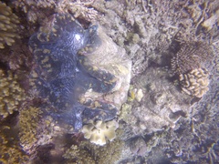 Tridacna gigas