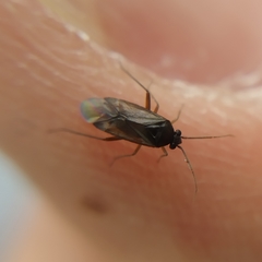 Plesiodema pinetella