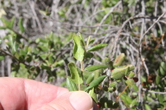 Rhamnus pilosa