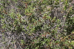 Rhamnus pilosa