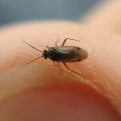 Plesiodema pinetella