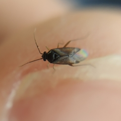 Plesiodema pinetella