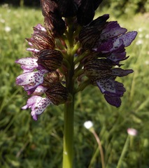 Orchis purpurea