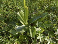 Orchis purpurea