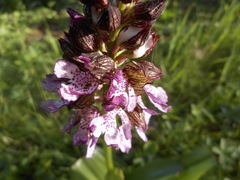 Orchis purpurea