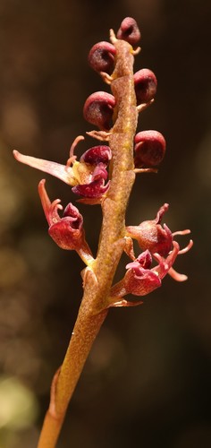Sanderson's Bulbophyllum
