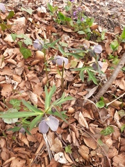 Helleborus purpurascens