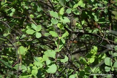 Lonicera etrusca
