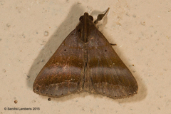 Rejectaria lysandria