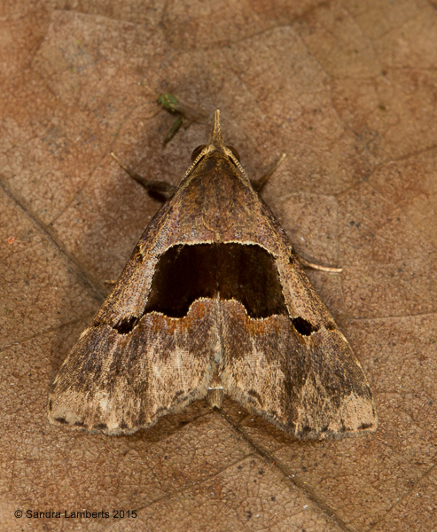 Abacena