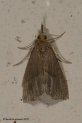 Hypena porrectalis
