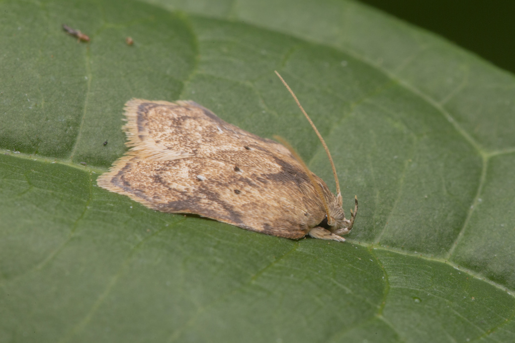 Peleopodidae