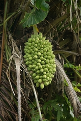 Attalea phalerata