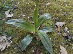 Orchis purpurea