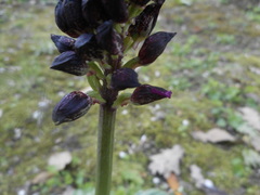 Orchis purpurea