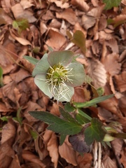 Helleborus purpurascens