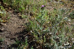 Centranthus calcitrapae