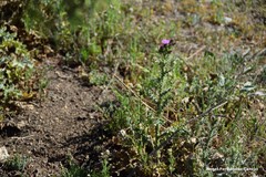 Centranthus calcitrapae