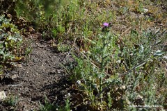 Centranthus calcitrapae