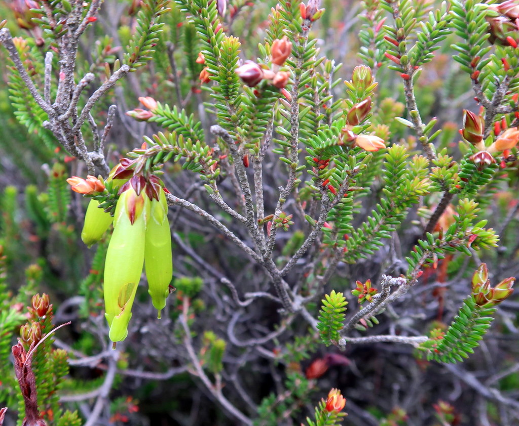 Erica viridescens