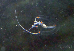 Sarsia princeps