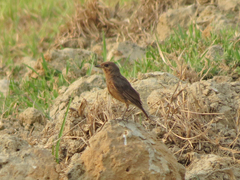 Oenanthe fusca