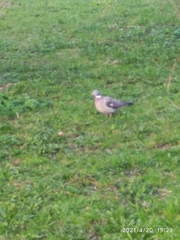 Columba palumbus